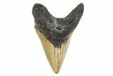 Serrated, Fossil Megalodon Tooth - North Carolina #299008-1